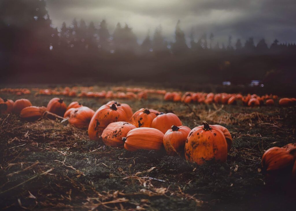 Pumpkin patch in the fall